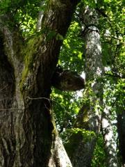 Najevska lipa in kača